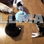 Игрушка для кота - теремок с шариками Purlov 21837