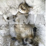 Лежак для собаки Hairy, серый 22759