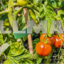 Стрічка садова липучка 5м Gardlov 25362