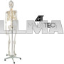 Скелет человека - 170см Malatec 22583