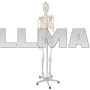 Скелет человека - 170см Malatec 22583