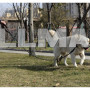 Светоотражающий поводок для собак тренировочный 3м Purlov 21654 (Польша)